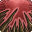 Spell icon